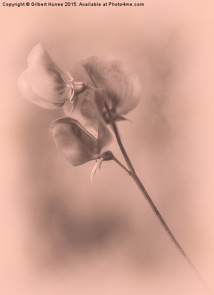 Sweet peas Arty Picture Board by Gilbert Hurree