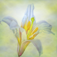 Buy canvas prints of Resplendent Lily: Nature's Exquisite Perennial by Gilbert Hurree