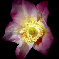 Buy canvas prints of Anemone Flower  by Gilbert Hurree