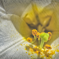 Buy canvas prints of My White Lily  by Gilbert Hurree