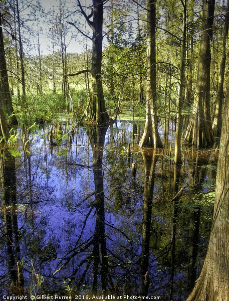 Corkscrew Swamp Florida Picture Board by Gilbert Hurree