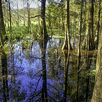 Buy canvas prints of Corkscrew Swamp Florida by Gilbert Hurree