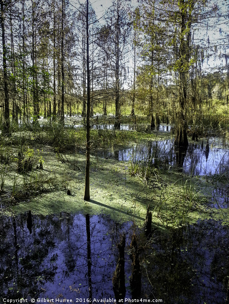 Unveiling Florida's Corkscrew Swamp Picture Board by Gilbert Hurree