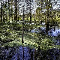 Buy canvas prints of Unveiling Florida's Corkscrew Swamp by Gilbert Hurree