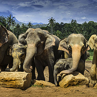 Buy canvas prints of Enchanting Elephant Haven: Sri Lanka by Gilbert Hurree