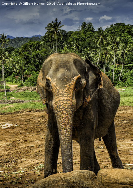 'Sri Lanka's Elephant Haven' Picture Board by Gilbert Hurree