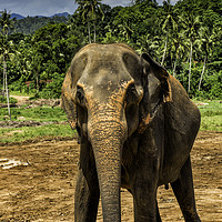 Buy canvas prints of 'Sri Lanka's Elephant Haven' by Gilbert Hurree