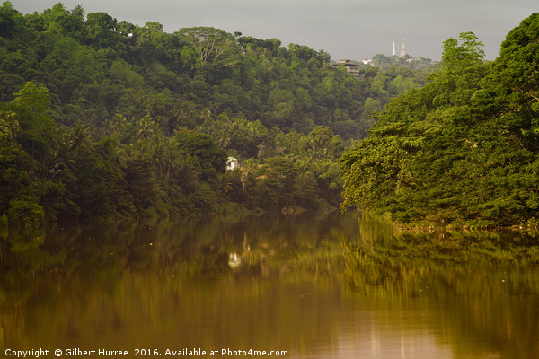 Captivating Kandy: Sri Lanka's Spice-Laden River Picture Board by Gilbert Hurree