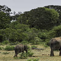 Buy canvas prints of Enthralling Elephant Ensemble in Sri Lanka by Gilbert Hurree