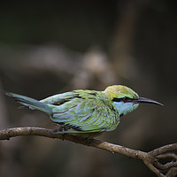 Buy canvas prints of Sri Lanka's Emerald Avian Marvel by Gilbert Hurree