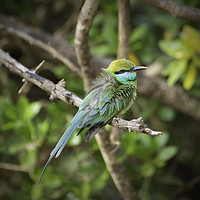 Buy canvas prints of Sri Lanka's Emerald Avian Spectacle by Gilbert Hurree
