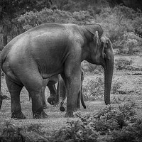 Buy canvas prints of Endangered Sri Lankan Elephant Kinship by Gilbert Hurree