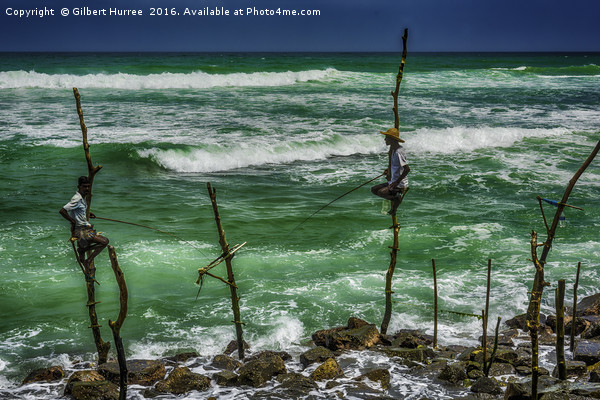 Poised Stilt Fishermen of Sri Lanka Picture Board by Gilbert Hurree