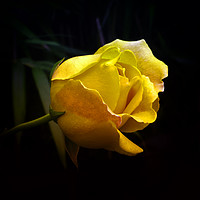 Buy canvas prints of Serene Yellow Rose: Symbol of Harmony by Gilbert Hurree