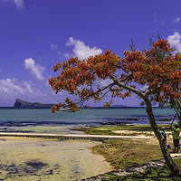 Buy canvas prints of Enigmatic Gunner's Coin: Mauritius Horizon by Gilbert Hurree