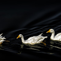 Buy canvas prints of Trio of Serenity: Indian White Ducks by Gilbert Hurree