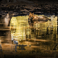 Buy canvas prints of Intriguing Canid of Asia: The Dhole by Gilbert Hurree