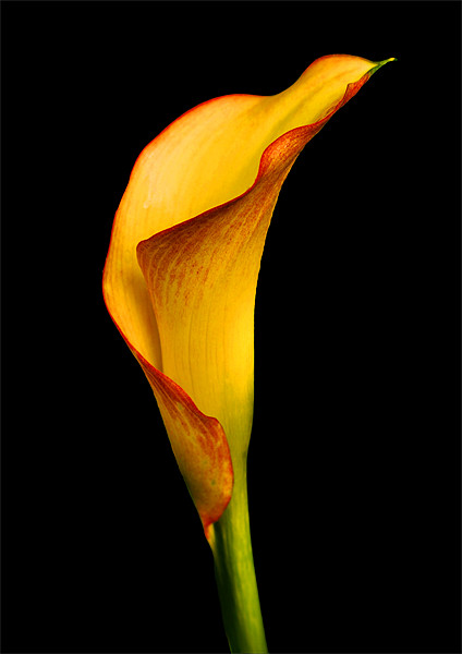 Calla Lily Picture Board by Gilbert Hurree