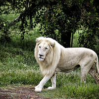Buy canvas prints of The Elusive White Lion: A Conservation Tale by Gilbert Hurree