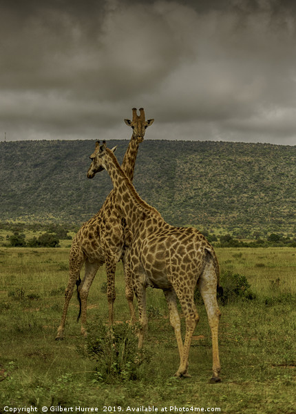 Serene Giraffe's Habitat in Entabeni Picture Board by Gilbert Hurree