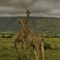 Buy canvas prints of Serene Giraffe's Habitat in Entabeni by Gilbert Hurree