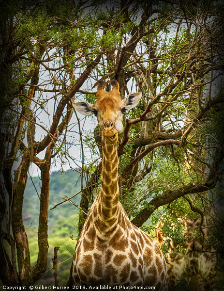 Captivating Giraffe Portrait, Entabeni Reserve Picture Board by Gilbert Hurree
