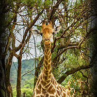 Buy canvas prints of Captivating Giraffe Portrait, Entabeni Reserve by Gilbert Hurree