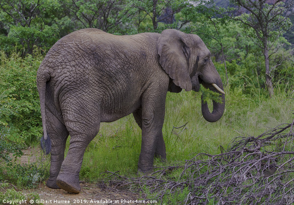 Captivating African Elephant in Entabeni Picture Board by Gilbert Hurree