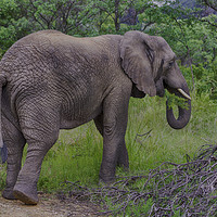Buy canvas prints of Captivating African Elephant in Entabeni by Gilbert Hurree