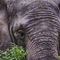Buy canvas prints of Captivating Elephant Encounter in Entabeni Reserve by Gilbert Hurree