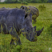 Buy canvas prints of Illustrious African Rhino: Entabeni's Pride by Gilbert Hurree