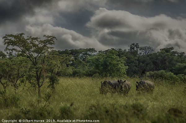 Enchanting Rhinos of Entabeni Picture Board by Gilbert Hurree