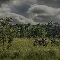 Buy canvas prints of Enchanting Rhinos of Entabeni by Gilbert Hurree