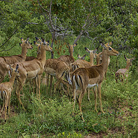 Buy canvas prints of Impala Herd In Limpopo by Gilbert Hurree