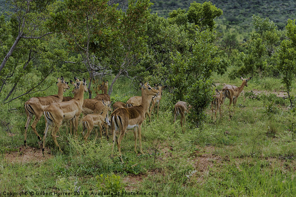 Impala Herd's African Savanna Sojourn Picture Board by Gilbert Hurree
