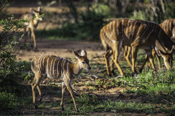 Kudu Antelope Gathering: A Vanishing Wilderness Picture Board by Gilbert Hurree
