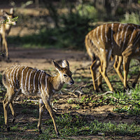Buy canvas prints of Kudu Antelope Gathering: A Vanishing Wilderness by Gilbert Hurree