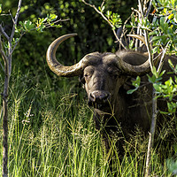 Buy canvas prints of 'Iconic African Water Buffalo' by Gilbert Hurree
