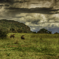 Buy canvas prints of South African Warthog Family at Entabeni by Gilbert Hurree