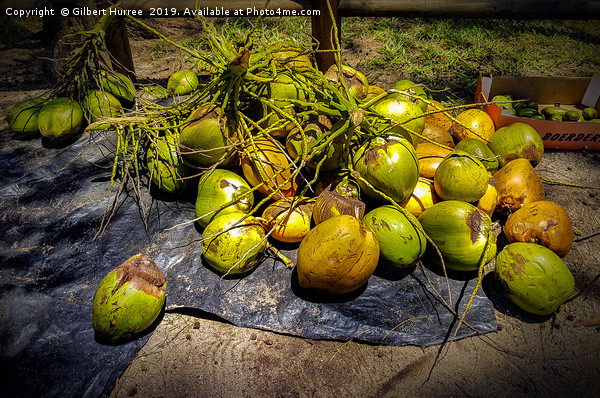 Tropical Allure: Mauritius' Verdant Coconuts Picture Board by Gilbert Hurree