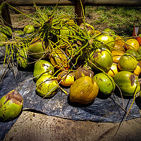 Buy canvas prints of Tropical Allure: Mauritius' Verdant Coconuts by Gilbert Hurree
