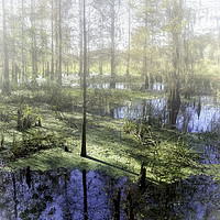Buy canvas prints of Cypress Haven: Corkscrew Swamp Sanctuary by Gilbert Hurree
