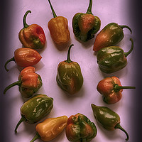 Buy canvas prints of Hottest Chillies in The World by Gilbert Hurree