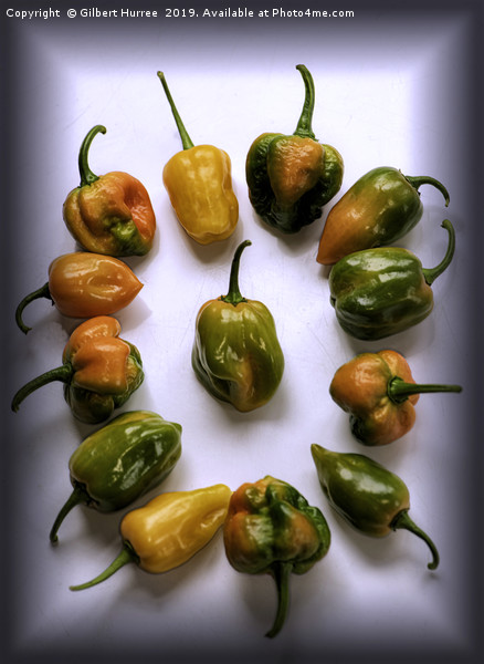 World's Hottest Chillies Picture Board by Gilbert Hurree