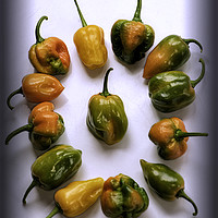 Buy canvas prints of World's Hottest Chillies by Gilbert Hurree