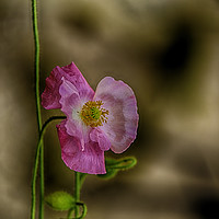 Buy canvas prints of Pink Poppy by Gilbert Hurree