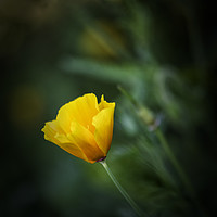 Buy canvas prints of Yellow California Poppy by Gilbert Hurree