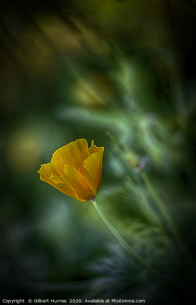 California Poppy Picture Board by Gilbert Hurree