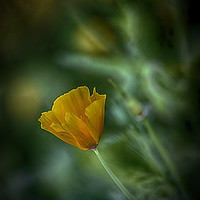 Buy canvas prints of California Poppy by Gilbert Hurree