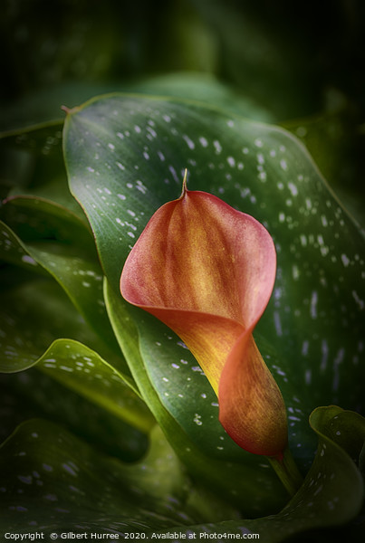 Red Calla Lily Picture Board by Gilbert Hurree
